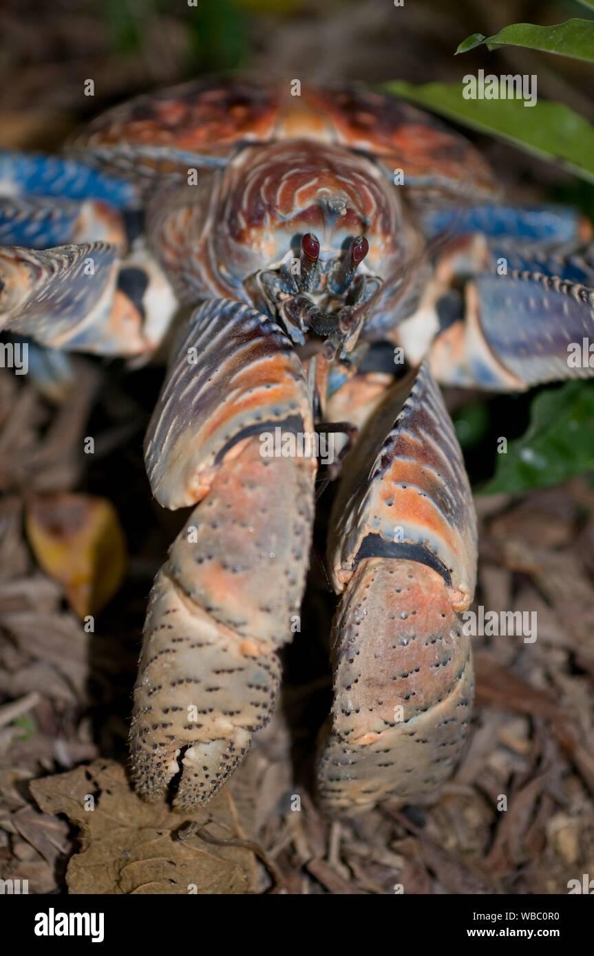 Coconut Crab Christmas Island High Resolution Stock Photography and