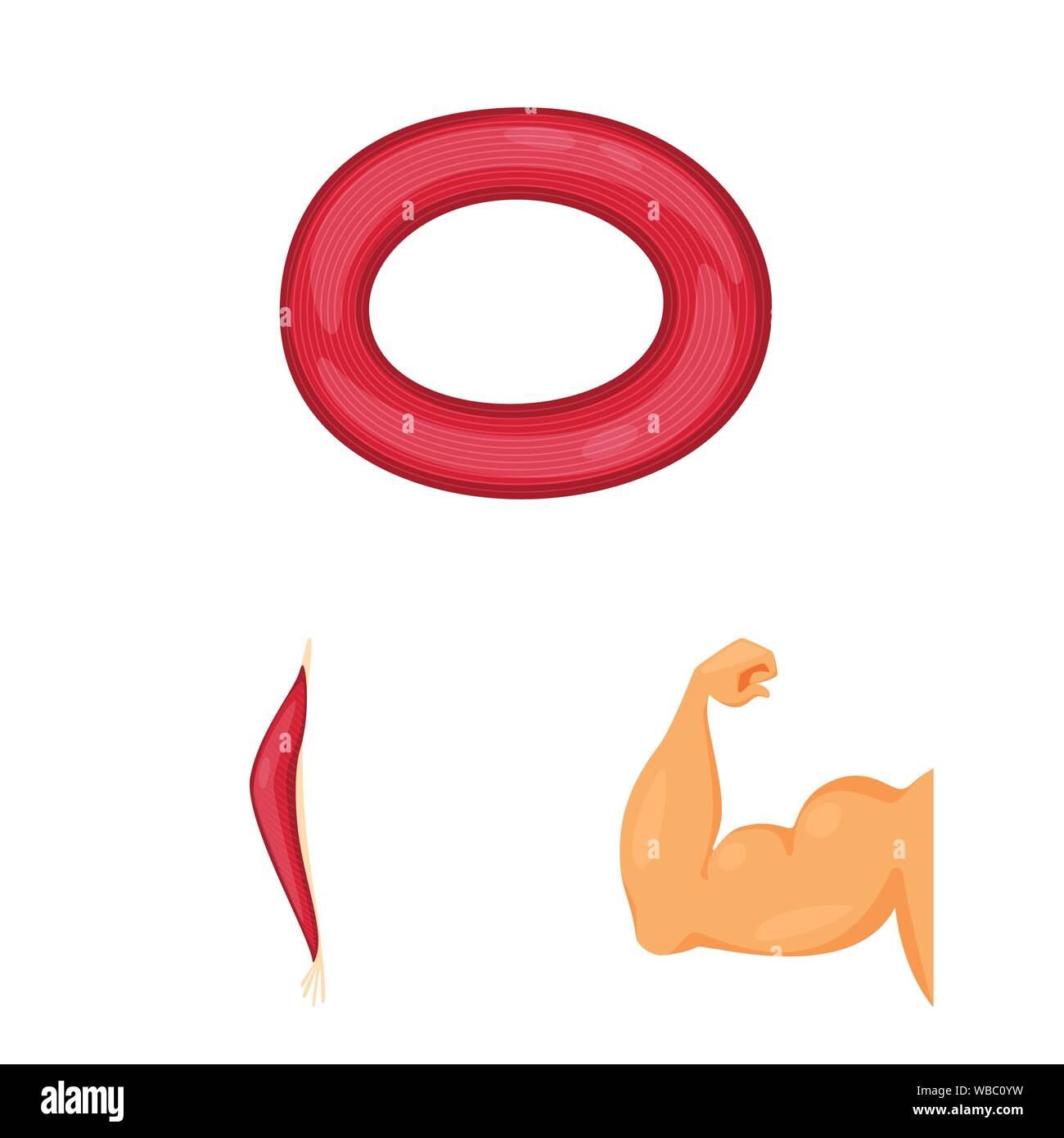Isolated object of muscle and cells icon. Collection of muscle and ...