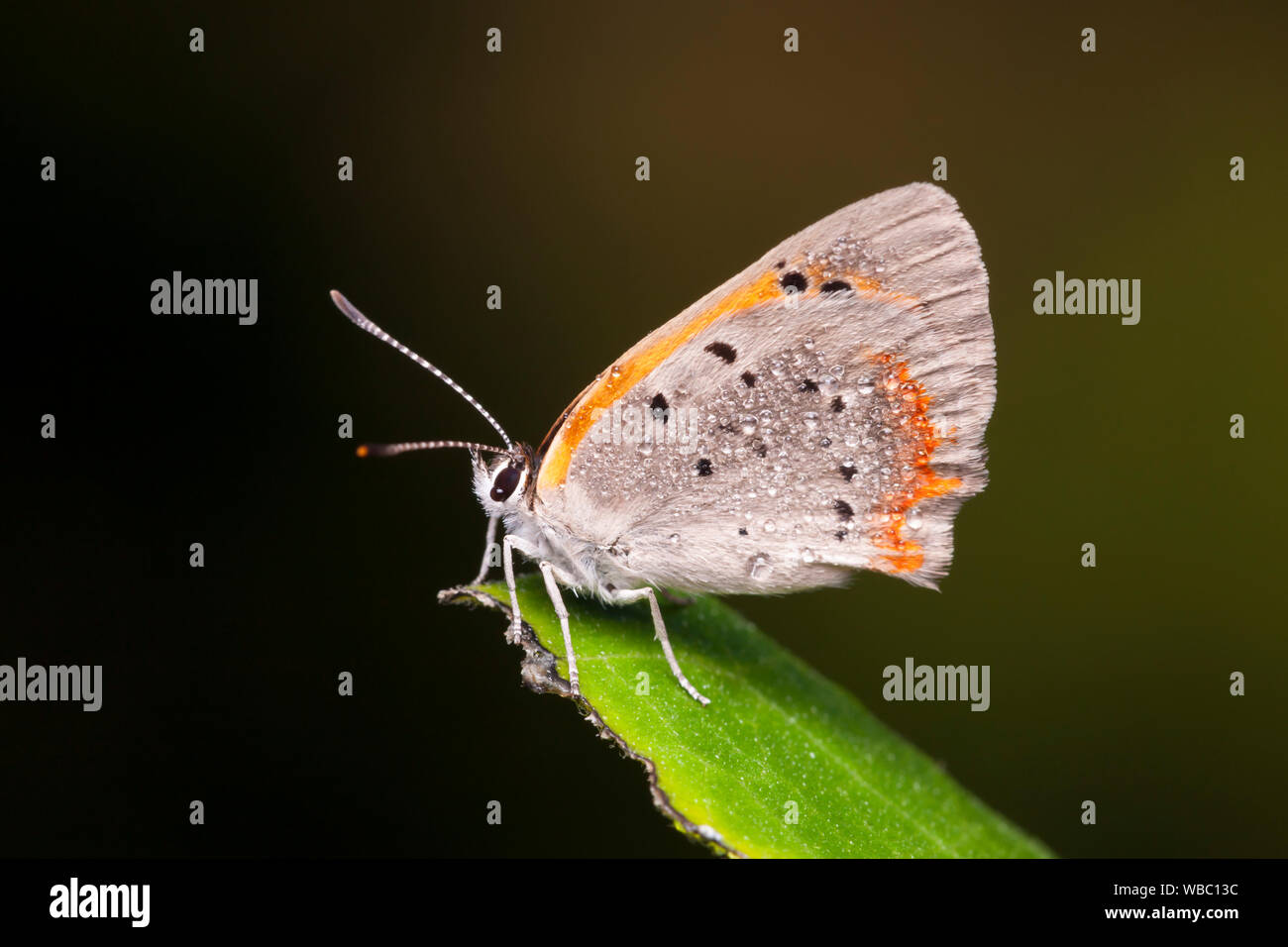 American Copper (Lycaena hypophlaeas) Stock Photo