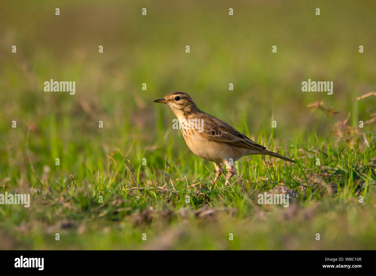 Paddy field pipit or Oriental pipit, Anthus rufulus, India. Stock Photo