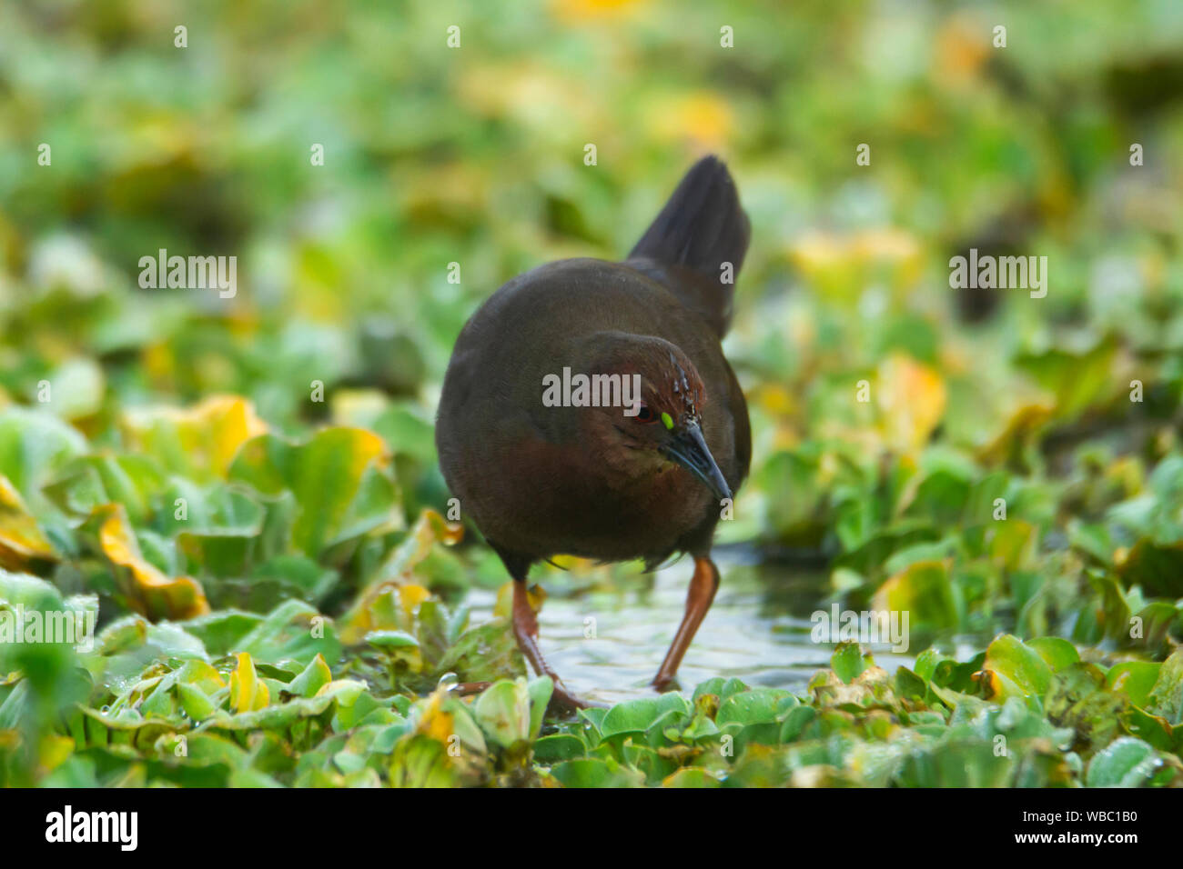 Ruddy breasted crake, Porzana fusca, India Stock Photo - Alamy