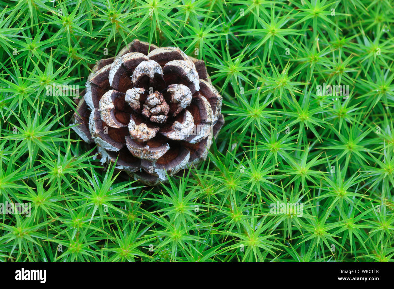 Star Moss, Haircap Moss, Hair Moss (Polytrichum formosum) with pine cone, Cairngorms NP, Scotland Stock Photo
