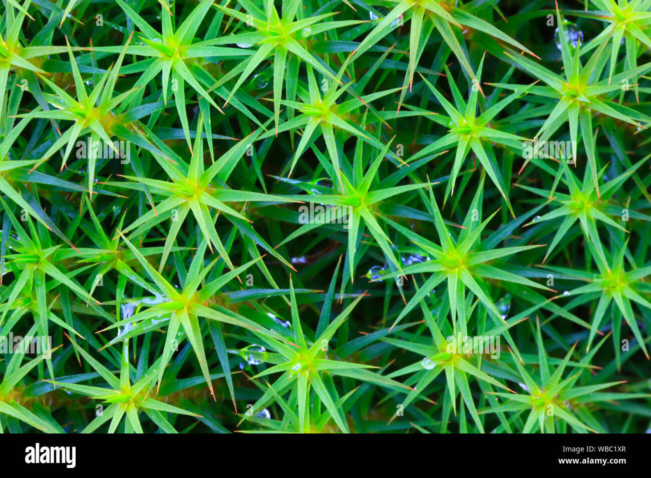Star Moss, Haircap Moss, Hair Moss (Polytrichum formosum) seen from above, Cairngorms NP, Scotland Stock Photo