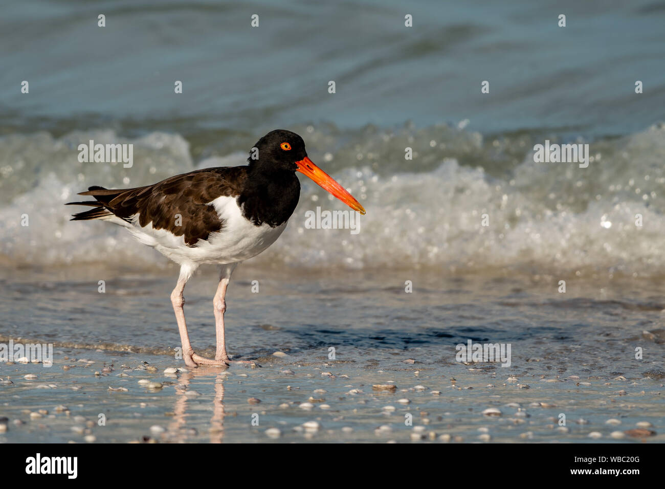 American oyster catcher on the beach is west central Florida Stock Photo