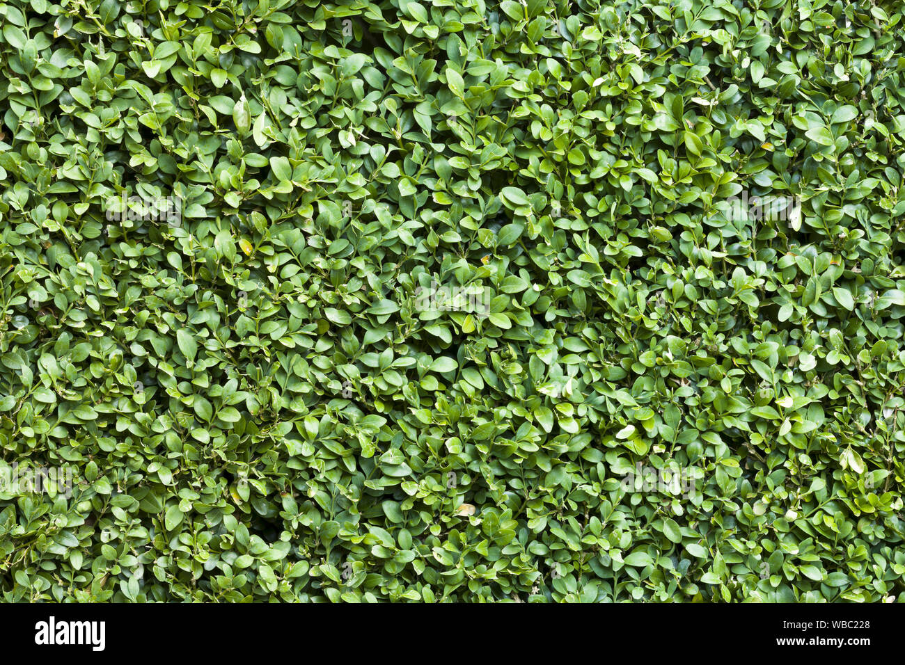 Buxus sempervirens detail, common box or boxwood background Stock Photo