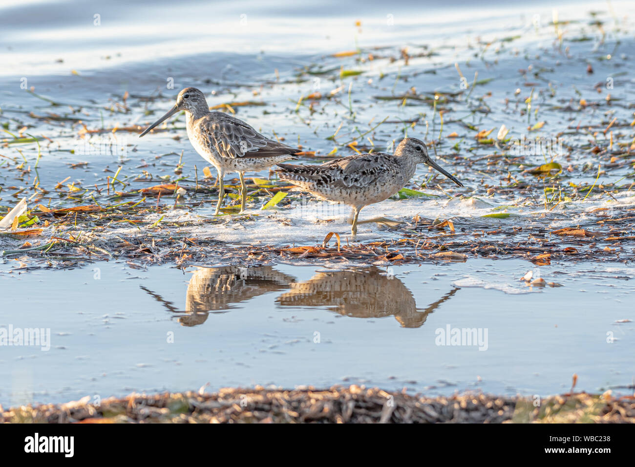 Two short- billed dowitcher birds on the beach in Florida with reflections in the water Stock Photo