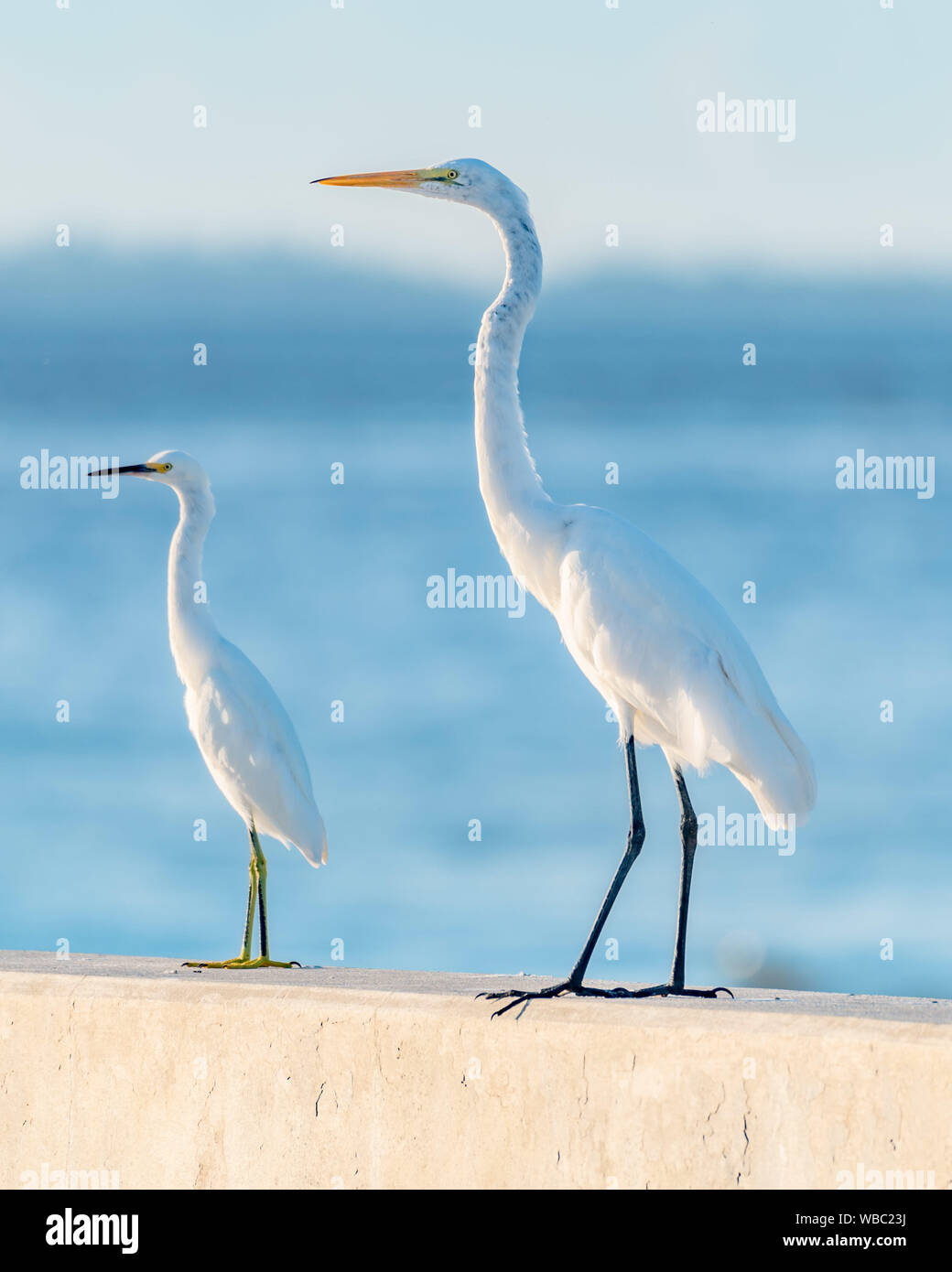 Compare size of Great Egret (right) and Snowy Egret (left Stock Photo -  Alamy