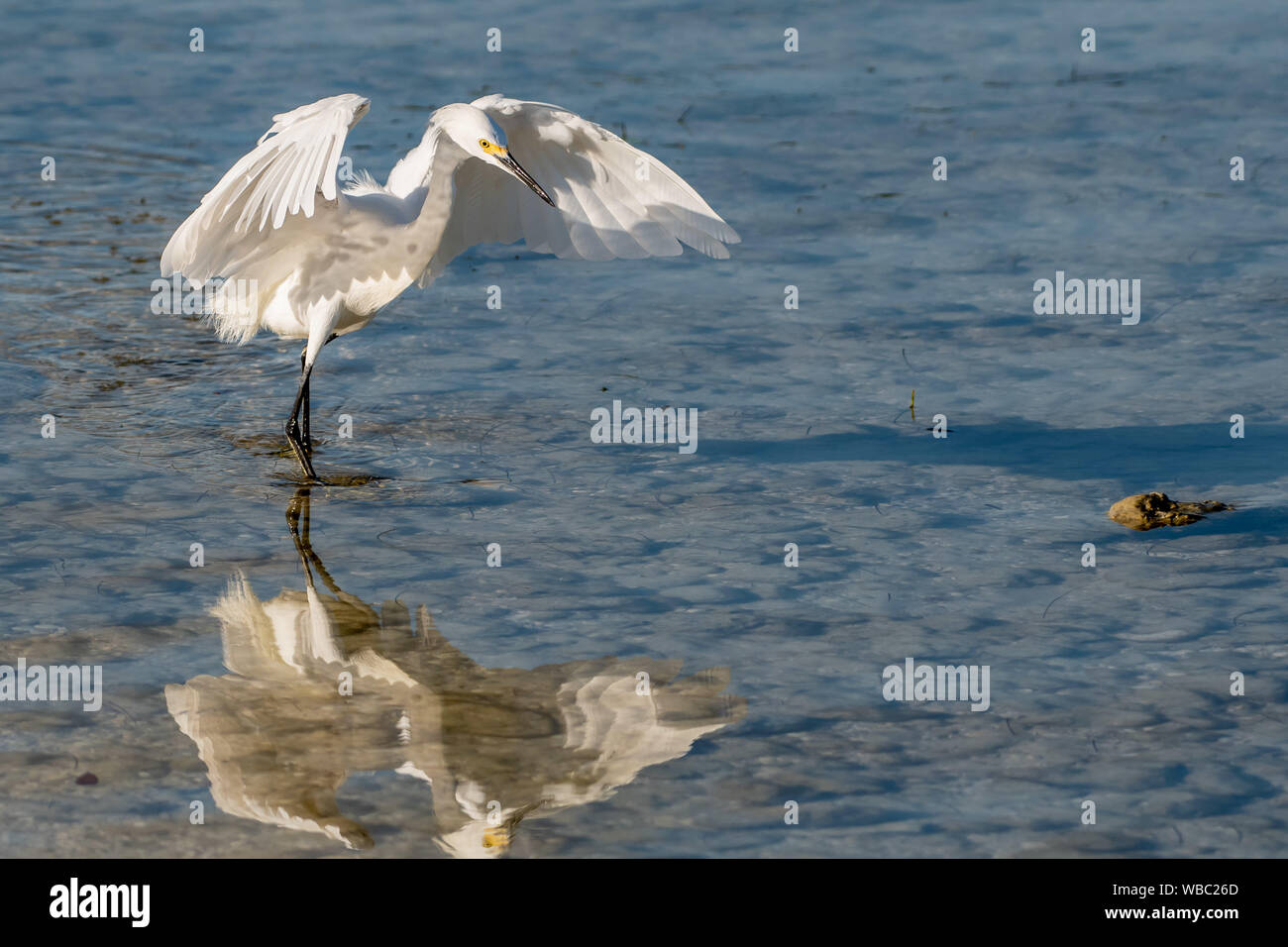 Shore bird Snowy egret hunting for food in the Gulf of Mexico