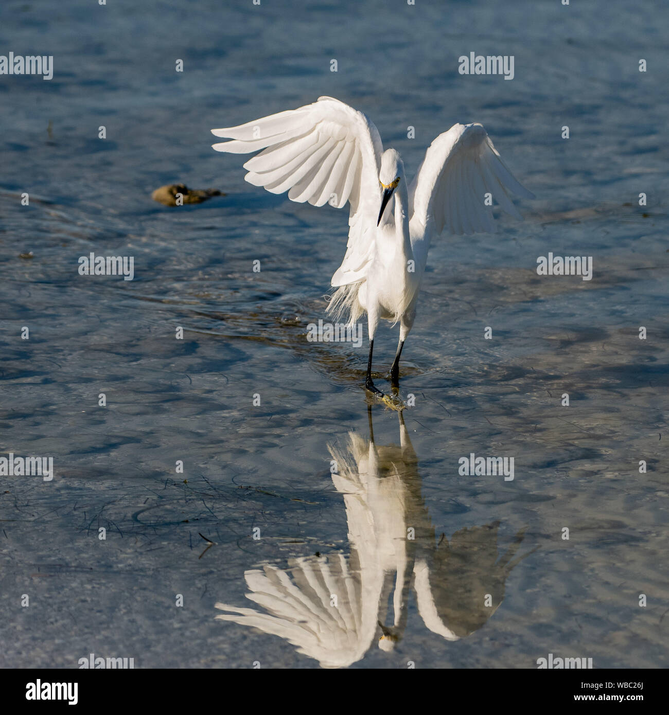 Shore bird Snowy egret hunting for food in the Gulf of Mexico