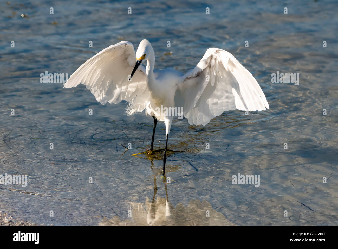 Shore bird - Snowy egret hunting for food in the Gulf of Mexico - Florida Stock Photo