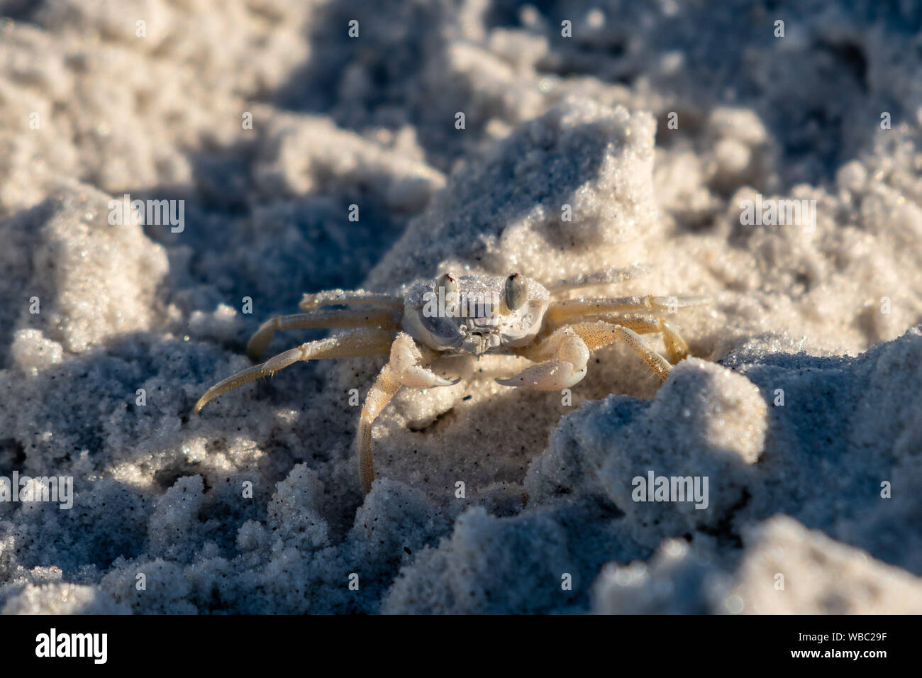 Ghost crabs are found in the month of August in central Florida Stock Photo