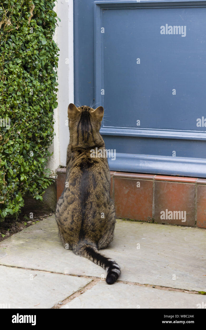 Cat sitting on doorstep of a house in England, UK Stock Photo