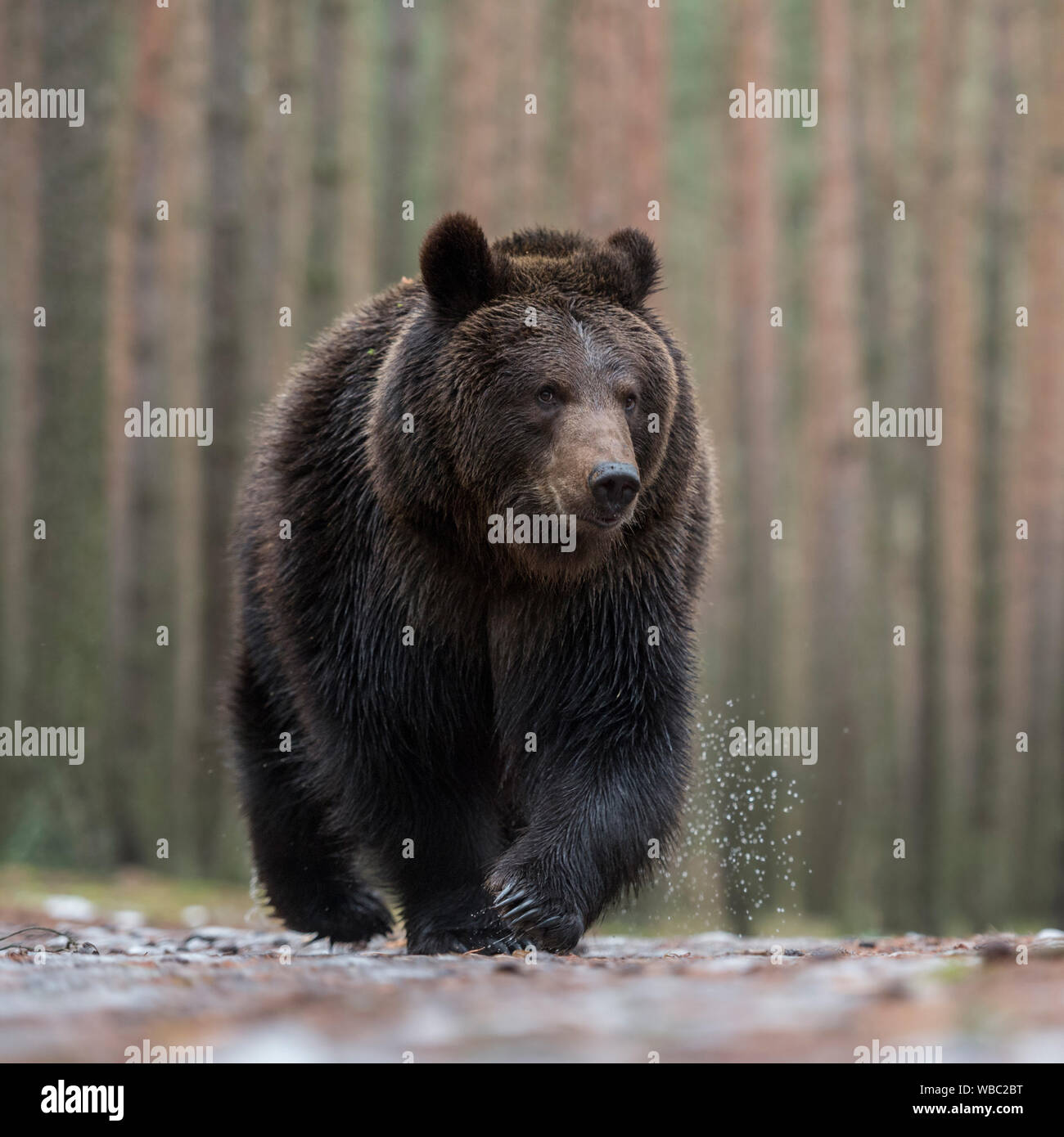 Brown Bear / Braunbaer ( Ursus arctos ) walking over wet ground, in front of a boreal forest, impressive encounter, frontal shot, low point of view, E Stock Photo