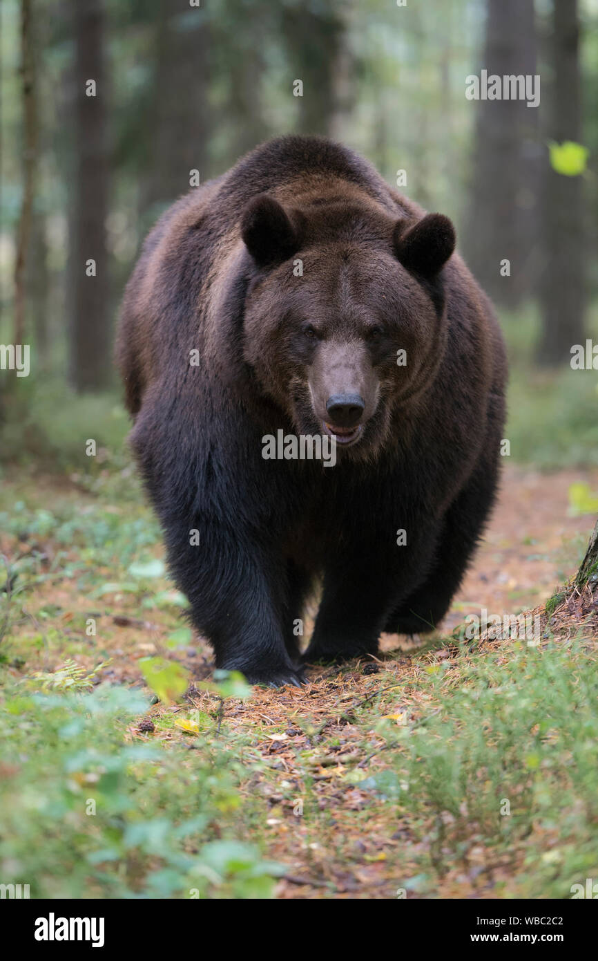 Brown Bear / Braun Bär ( Ursus arctos ) walking along a small hiking ...