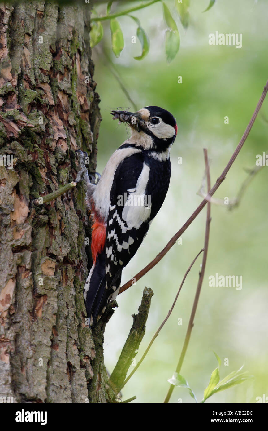 Greater / Great Spotted Woodpecker / Buntspecht ( Dendrocopos major ) perched on a tree trunk, with beak full of insects, Europe. Stock Photo