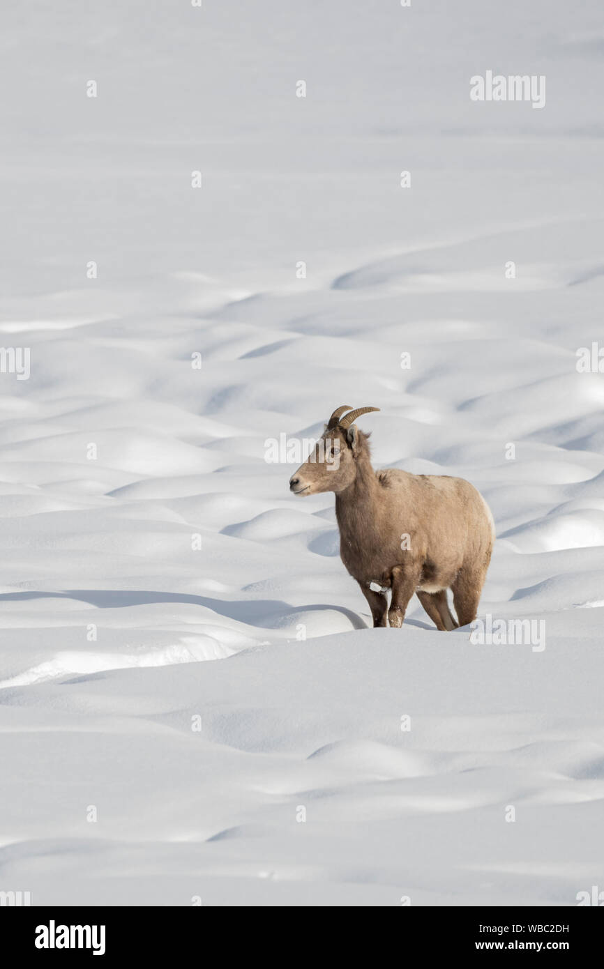 Bighorn Sheep / Dickhornschaf ( Ovis canadensis ), female in winter, in snow covered terrain, following a track, Yellowstone area, Wyoming, USA. Stock Photo
