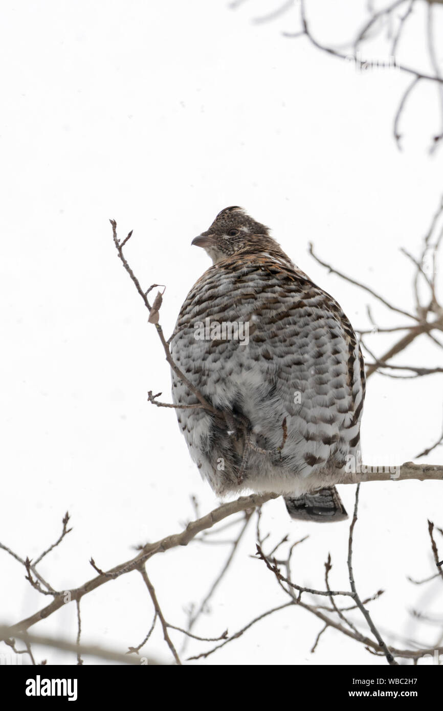 Ruffed grouse / Kragenhuhn ( Bonasa umbellus ) in winter, perched in a cottonwood tree, resting, sitting on a thin branch, Yellowstone area, Wyoming, Stock Photo
