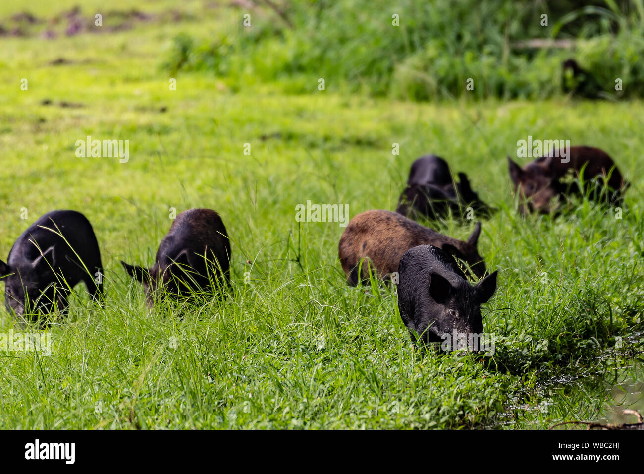 Wild boars wandering in a field in Florida Stock Photo