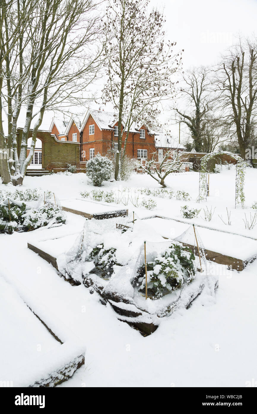 Raised beds in a vegetable garden covered in winter snow, UK Stock Photo