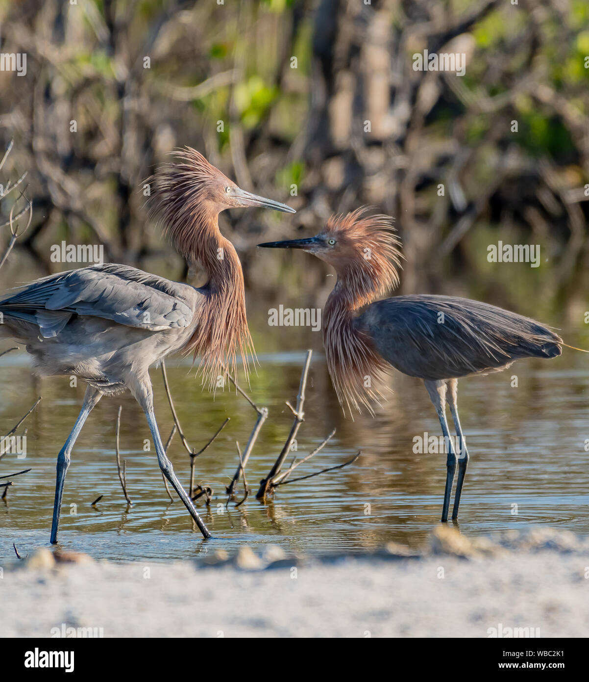 Two reddish egrets fluff their feathers as they meet Stock Photo