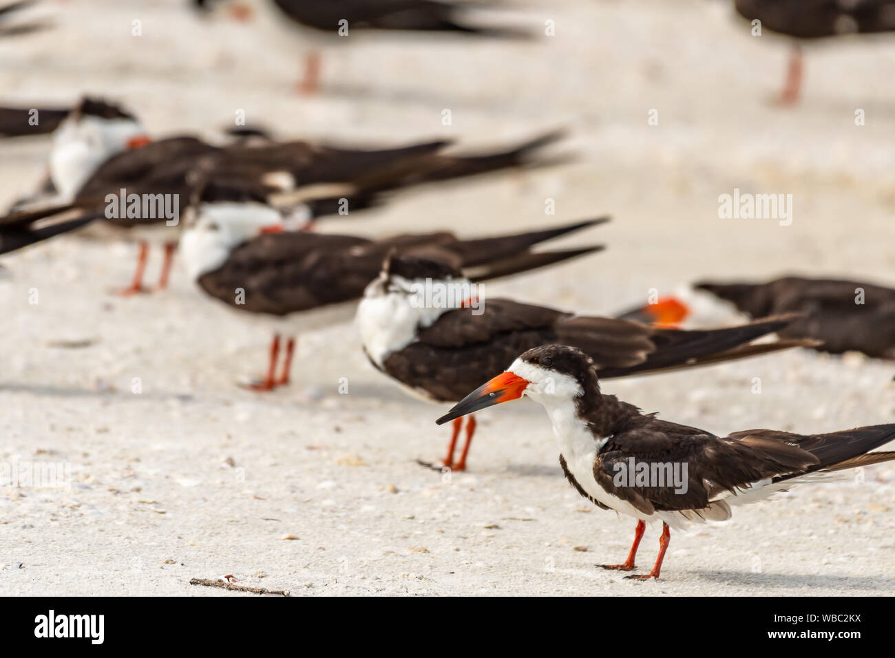 Flock of black skimmers on the beach in Florida Stock Photo Alamy