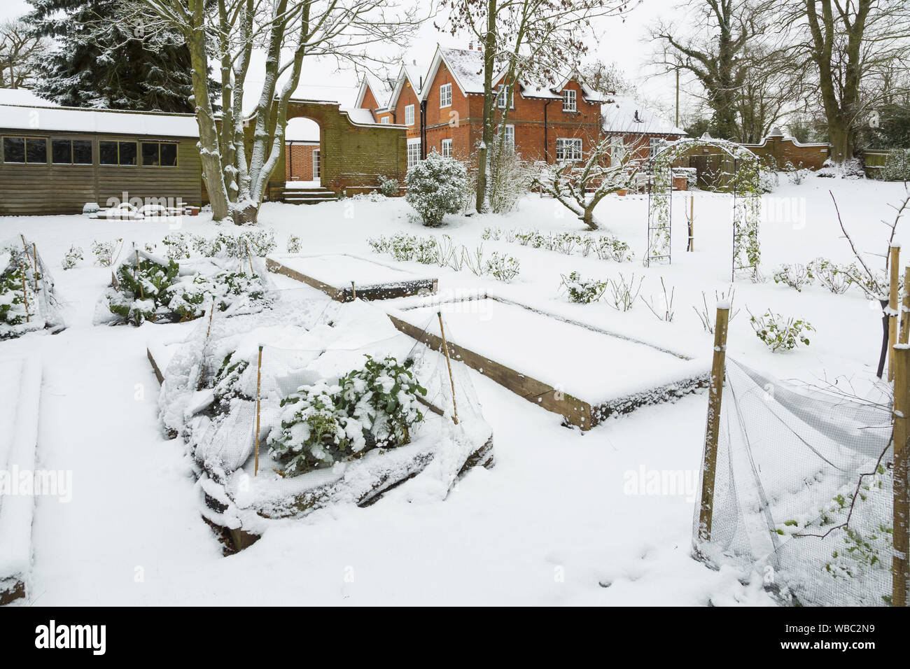 Large vegetable garden covered in snow in winter, England UK Stock Photo
