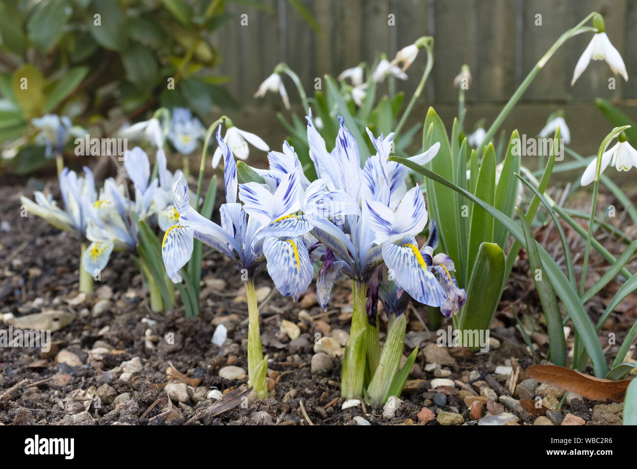Dwarf iris flowers (Katharine Hodgkin) growing in a garden flowerbed, UK Stock Photo