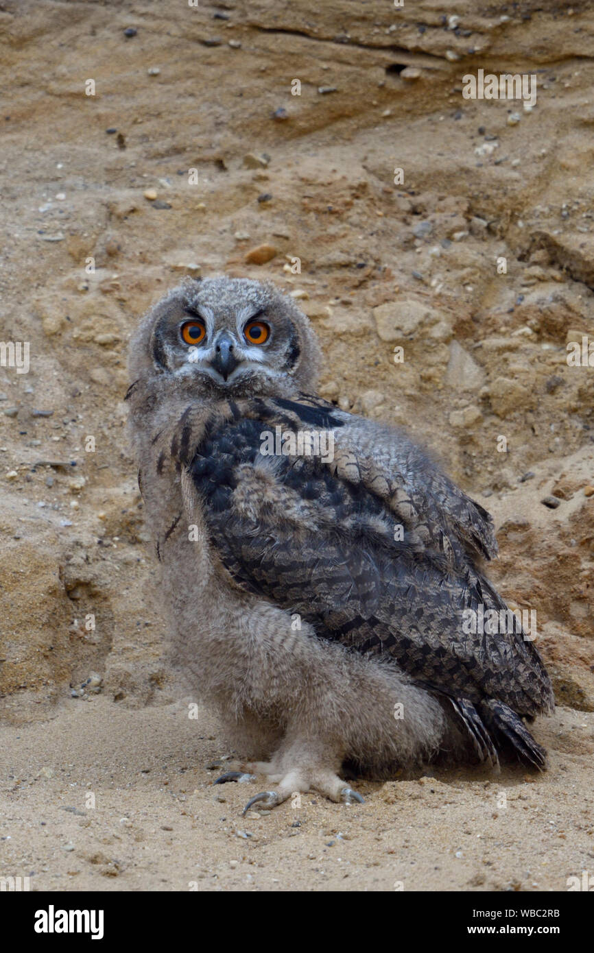 Eurasian Eagle Owl / Europaeischer Uhu ( Bubo bubo ), small chick, owlet in sand pit, looking, moulting plumage, wildlife, Europe. Stock Photo