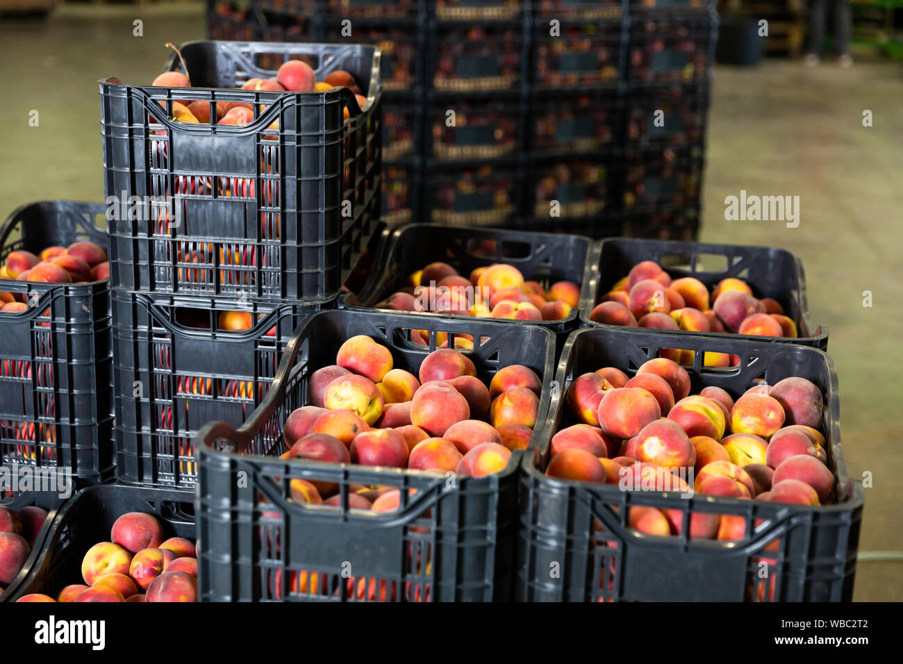Closeup of stacks of plastic fruit boxes with fresh ripe peaches in