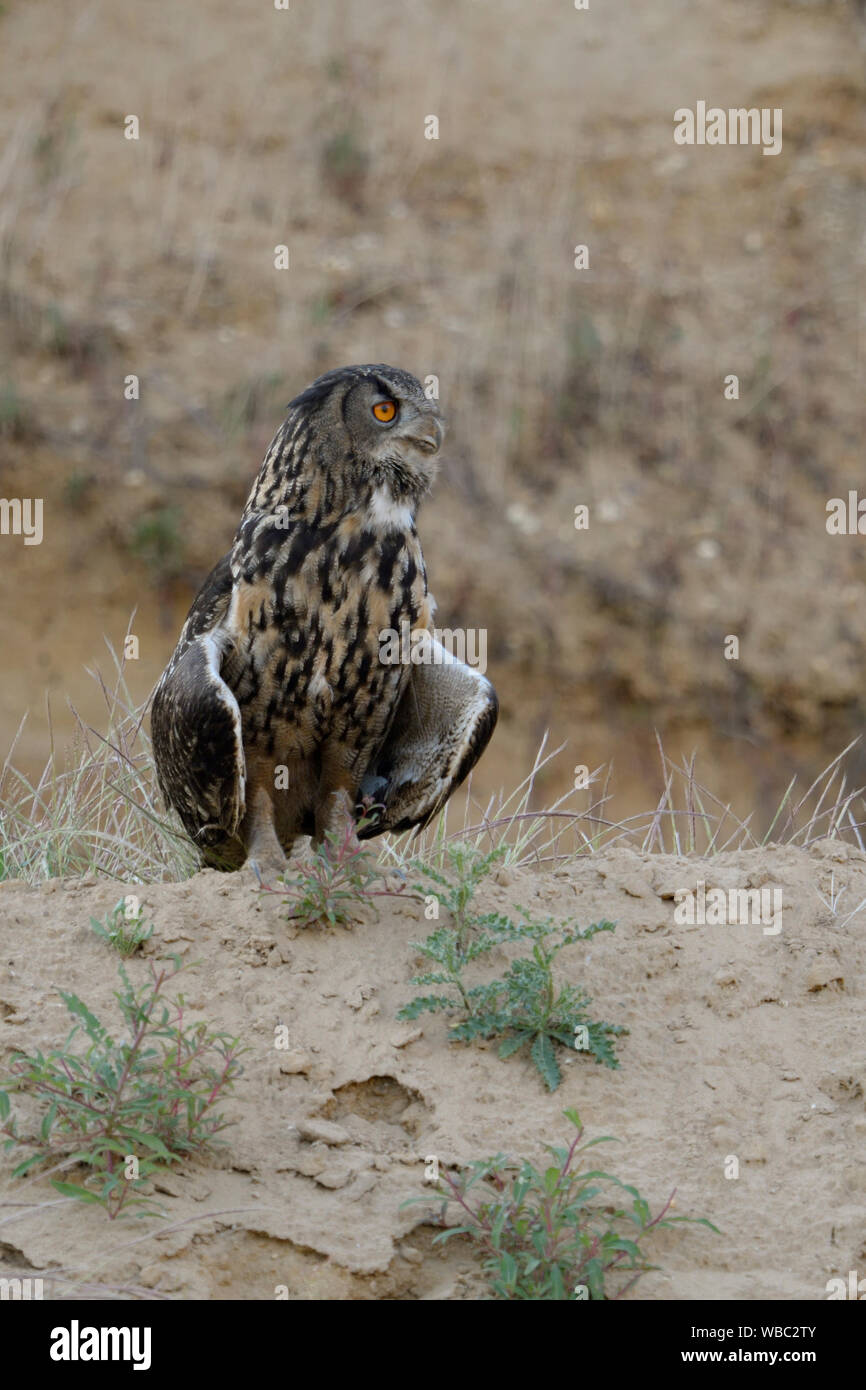 Eurasian Eagle Owl / Europaeischer Uhu ( Bubo bubo ), adult, stands on top of a little hill, sweatenig, opening its wings, typical pose, wildlife, Eur Stock Photo