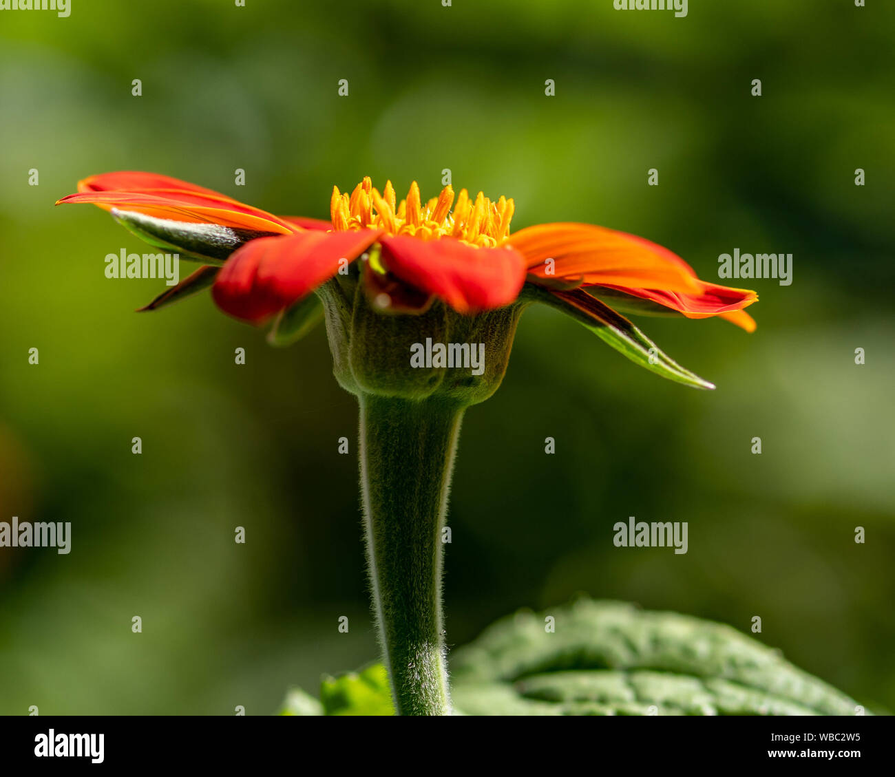 Florida flower gardening side view of a Mexican sunflower Stock Photo Alamy