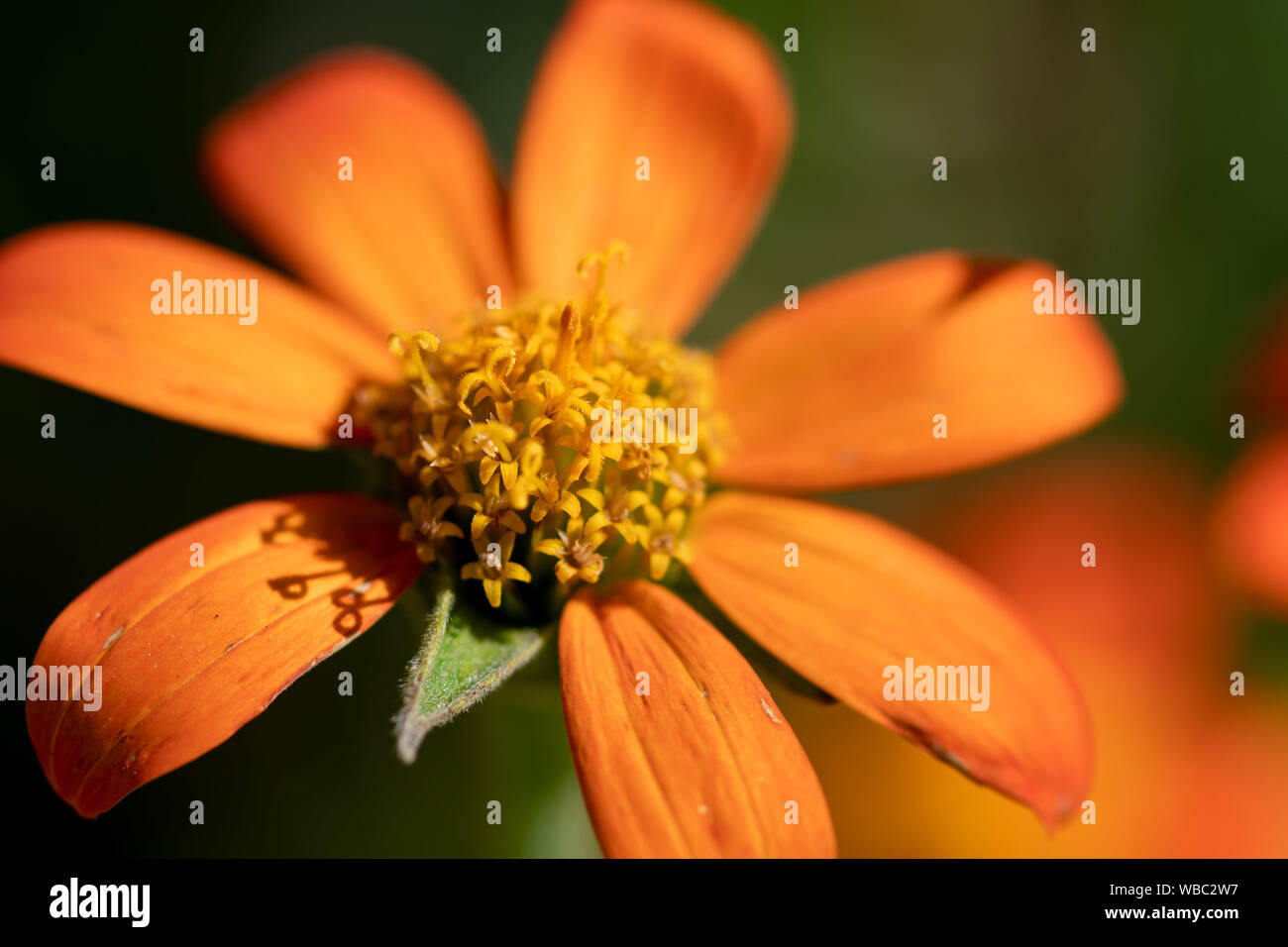 Florida flower gardening top view of a Mexican sunflower Stock Photo Alamy