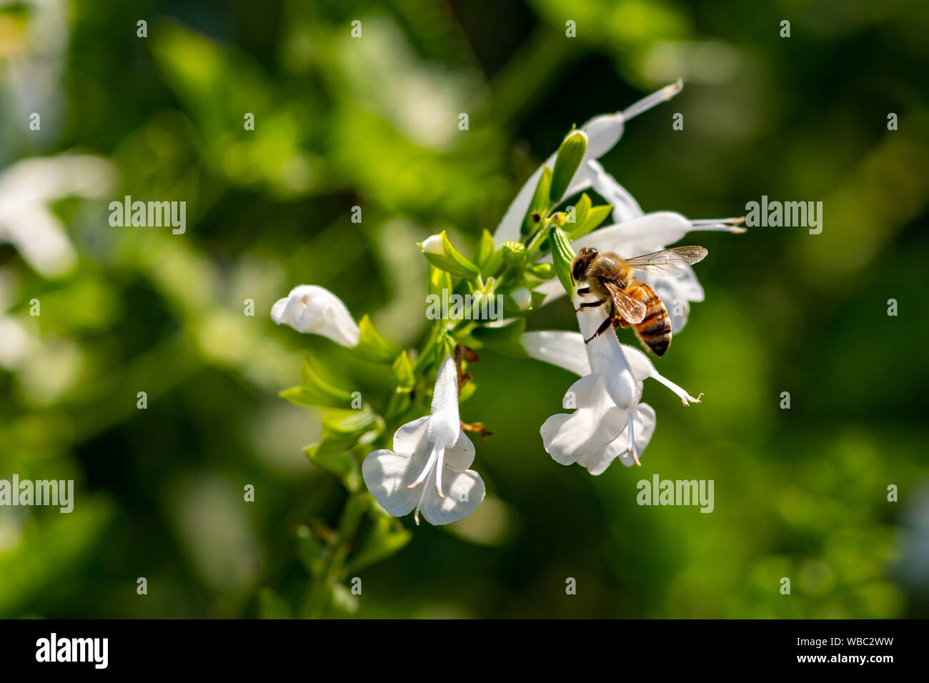 White garden flowers with a bee on it - Florida Stock Photo