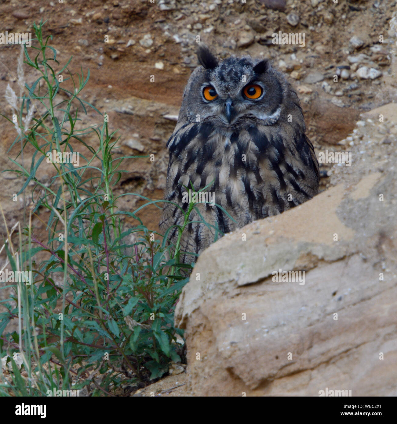 Eurasian Eagle Owl / Europaeischer Uhu ( Bubo bubo ), grown up, resting, hiding behind rocks, watching, bright orange eyes, wildlife, Europe. Stock Photo
