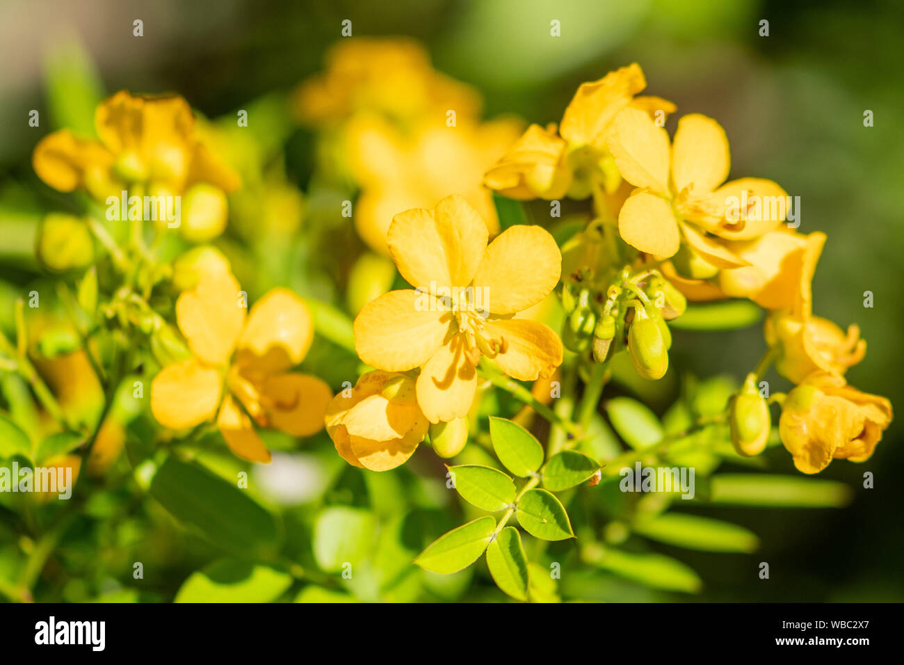 small yellow flowers in full bloom in Florida Stock Photo Alamy