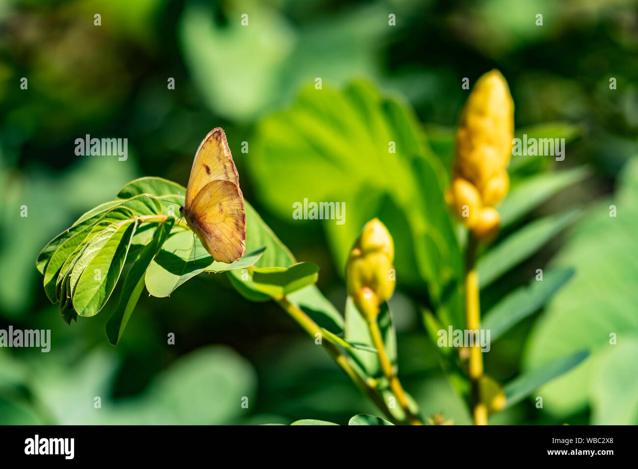 Sulfur butterfly sits on a Candlestick Cassia (Senna) plant - yellow flowers Stock Photo