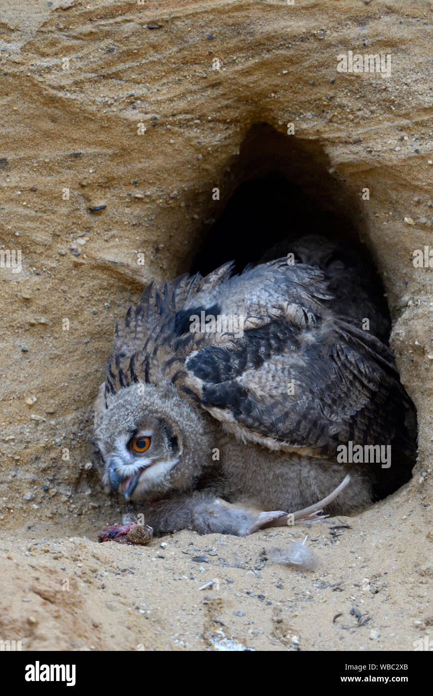 Eurasian Eagle Owl / Europaeischer Uhu ( Bubo bubo ), young chick at  nesting site, feeding on prey ( nutria ), wildlife, Europe Stock Photo -  Alamy