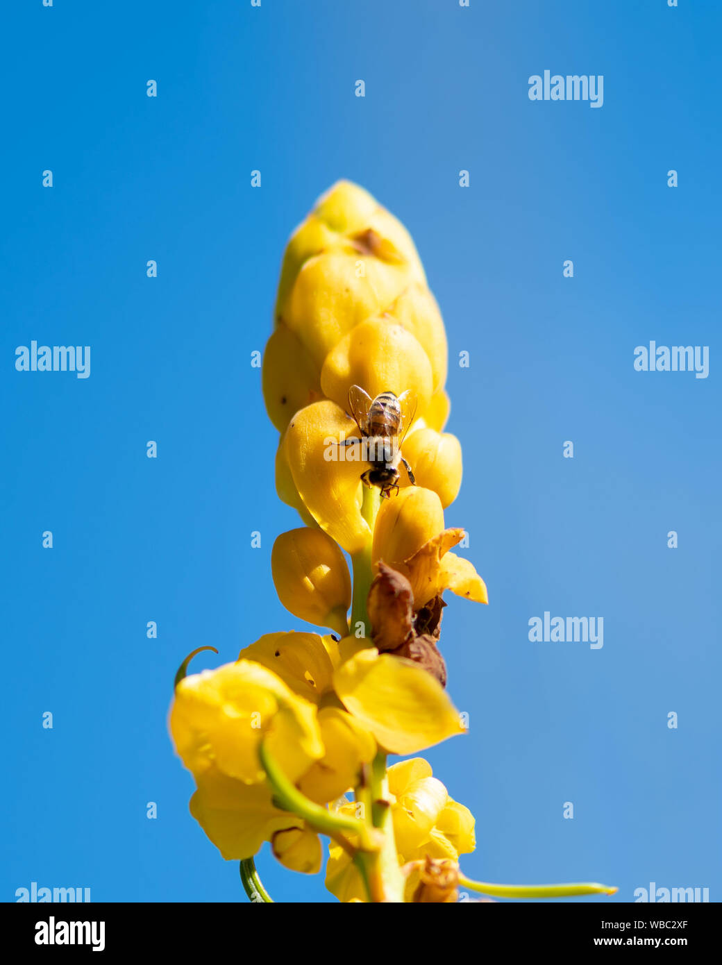 Candlestick cassia (Senna) - yellow flowers with a bee Stock Photo