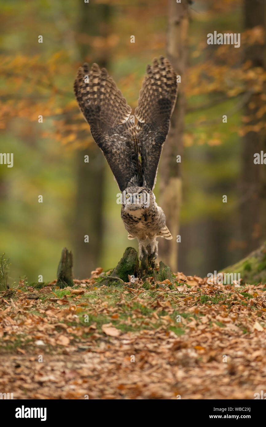 Great Horned Owl / Tiger Owl / Virginia-Uhu ( Bubo virginianus ) taking off for its hunting flight, stretched wings, autumnal coloured woods. Stock Photo
