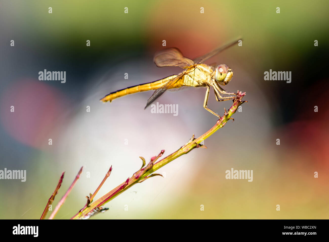 Wandering glider dragonfly - yellow in Florida Stock Photo