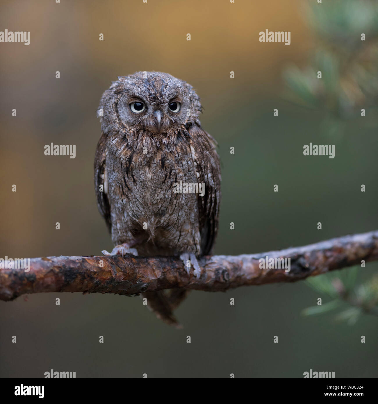 Scops Owl / Zwergohreule ( Otus scops ), perched on a branch of a pine tree, nice clean background, funny little bird, Europe. Stock Photo