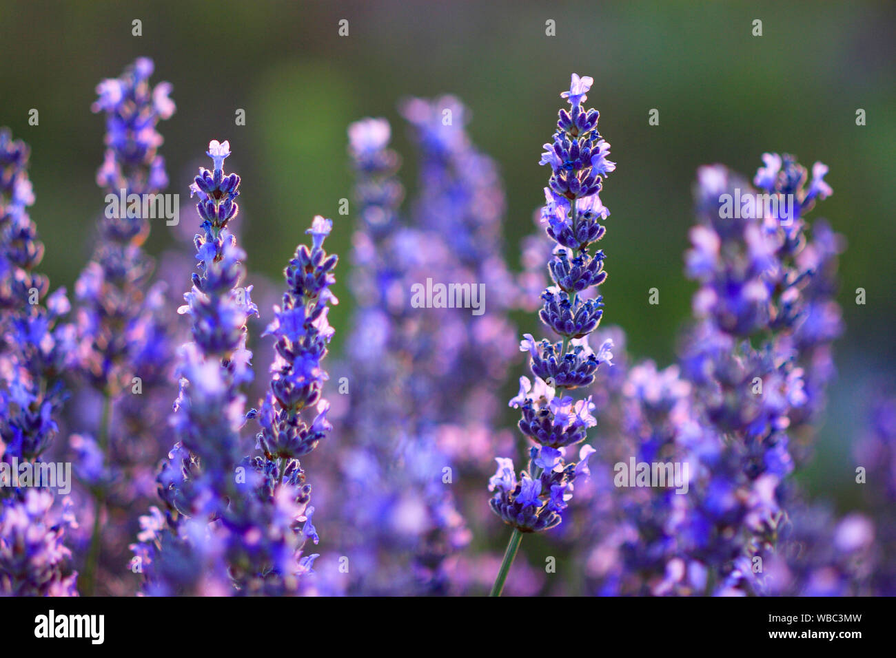 English Lavender (Lavandula angustifolia), flowering. Switzerland Stock Photo