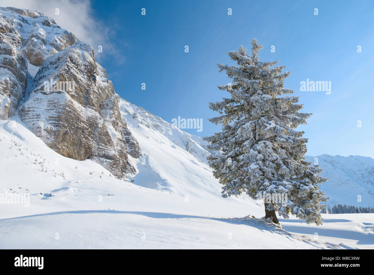 Norway Spruce (Picea abies). Single tree in snow, Switzerland Stock Photo