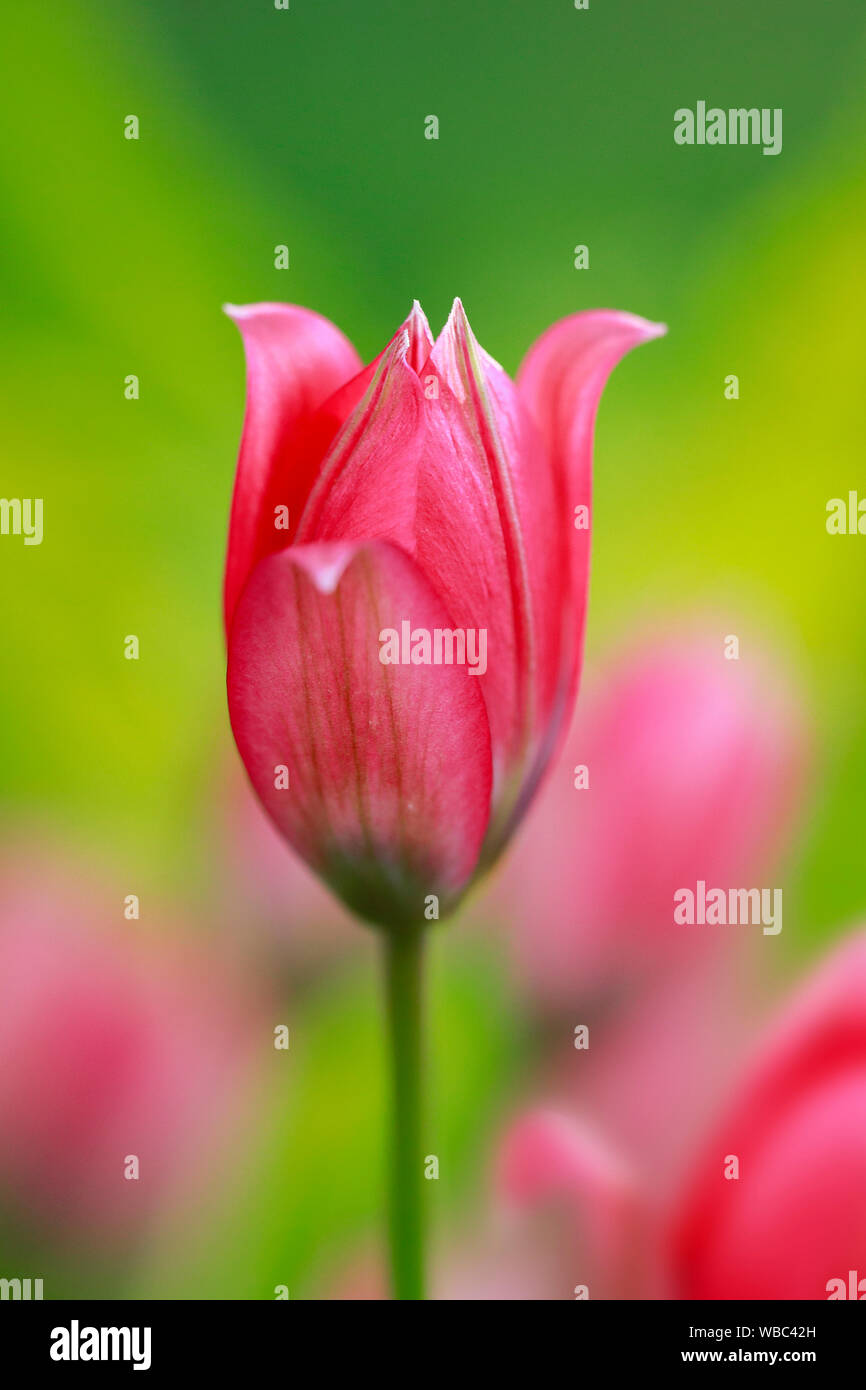 Flowering wild tulip. Switzerland Stock Photo
