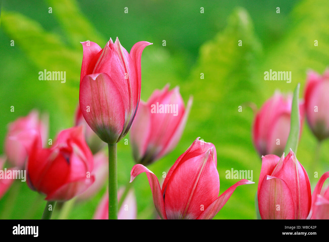 Flowering wild tulips. Switzerland Stock Photo