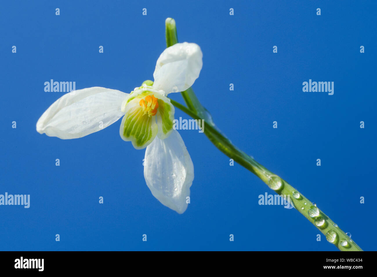 Common Snowdrop (Galanthus nivalis), single flower seen from below ...