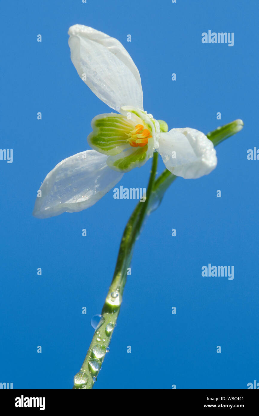Common Snowdrop (Galanthus nivalis), single flower seen from below ...