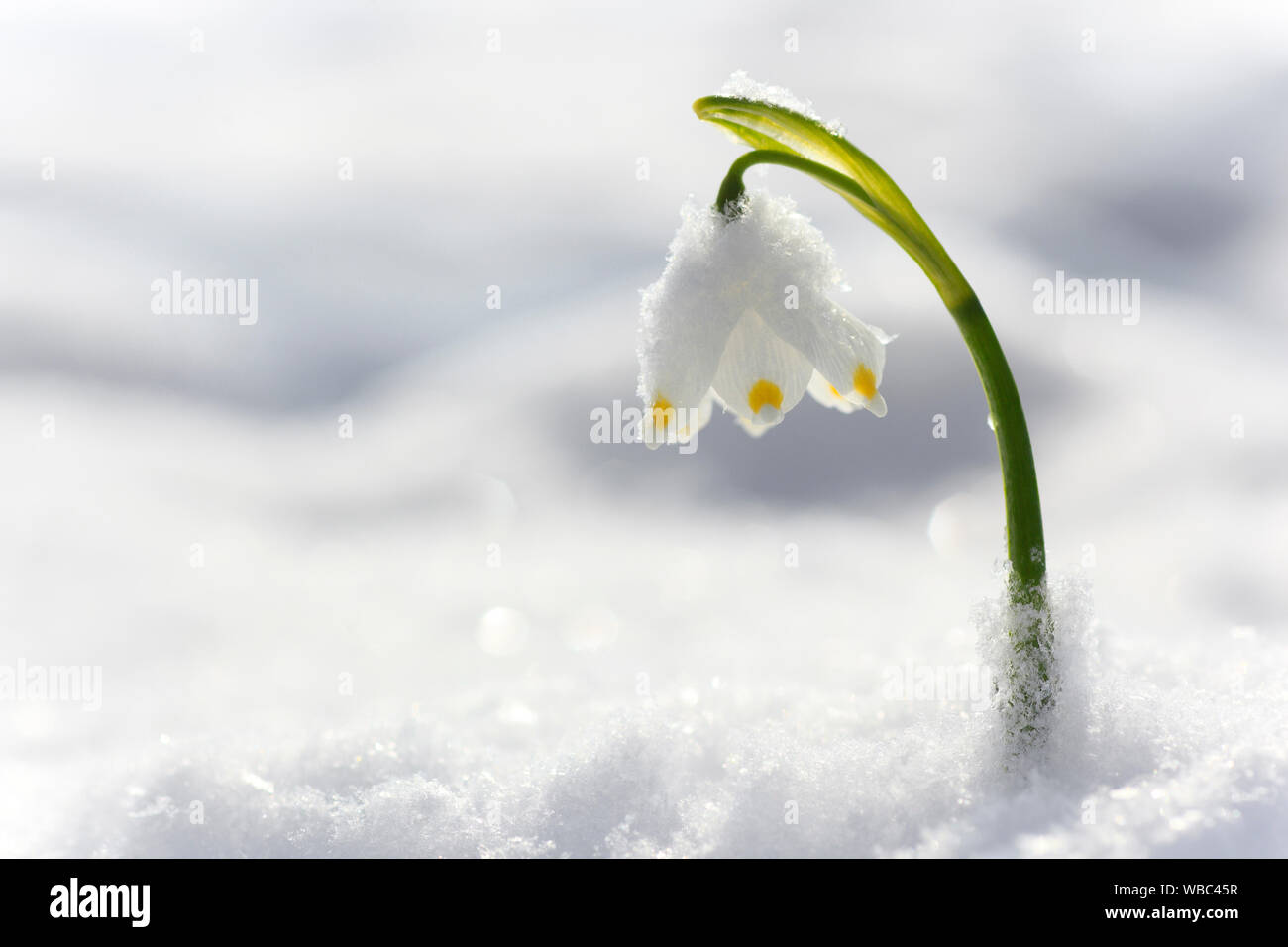 Spring Snowflake Leucojum Vernum Flowering Plant In Snow Stock Photo Alamy