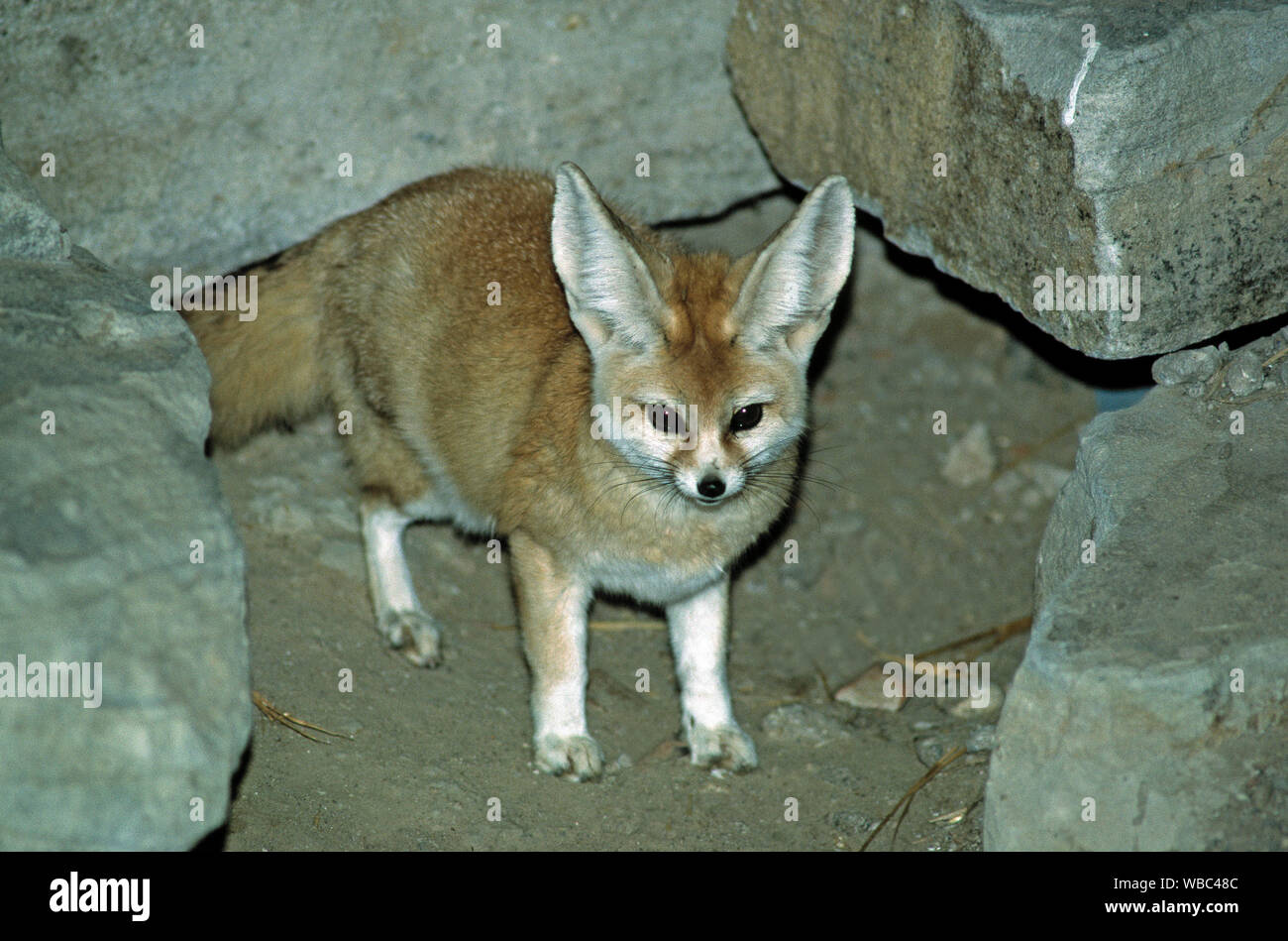 Partial omnivore hires stock photography and images Alamy