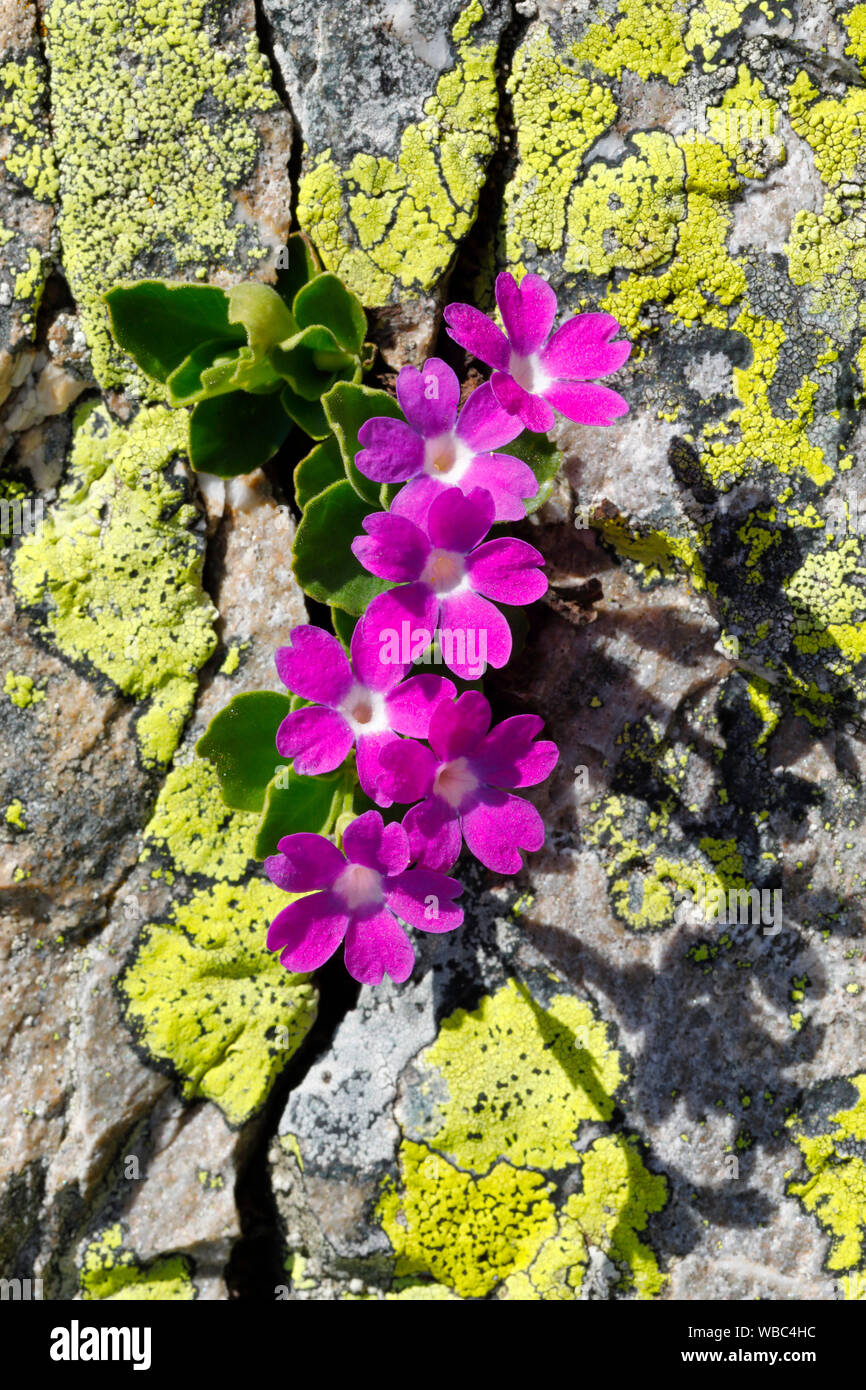 Red Alpine Primrose, Hairy Primrose (Primula hirsuta). Flowering plant in a rock crevice. Switzerland Stock Photo